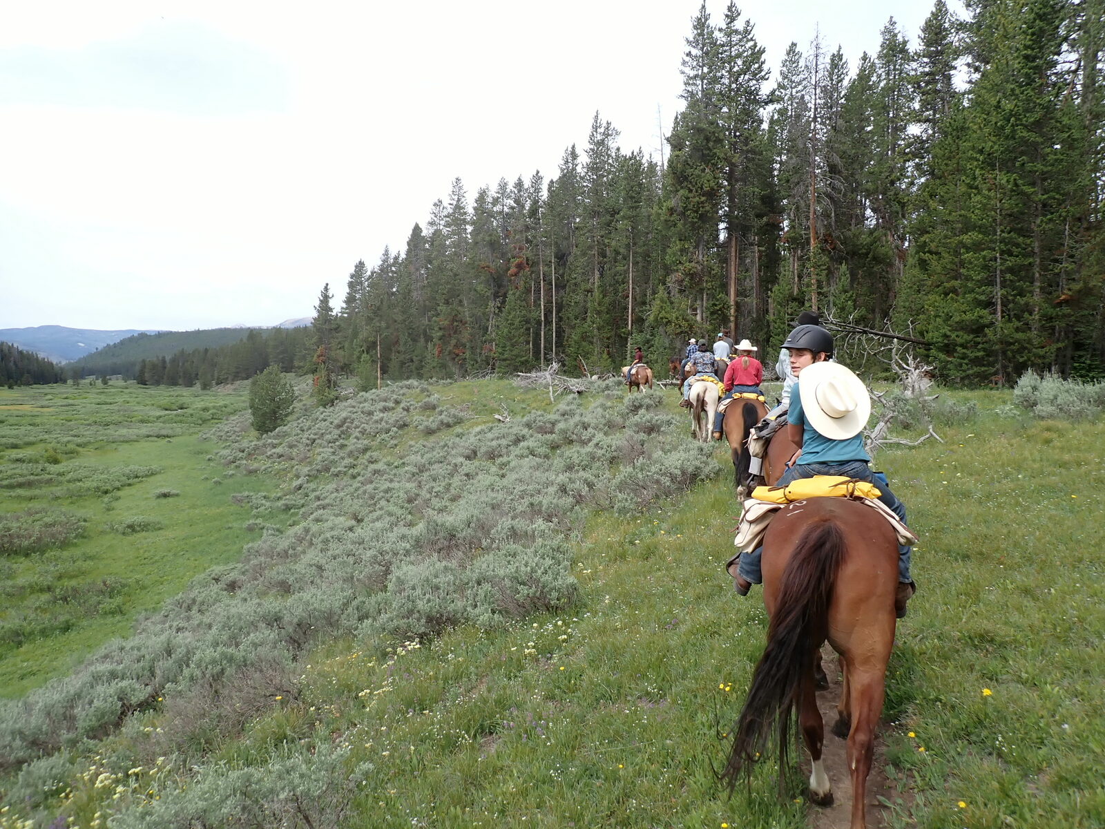 The horse string riding out through sage meadows