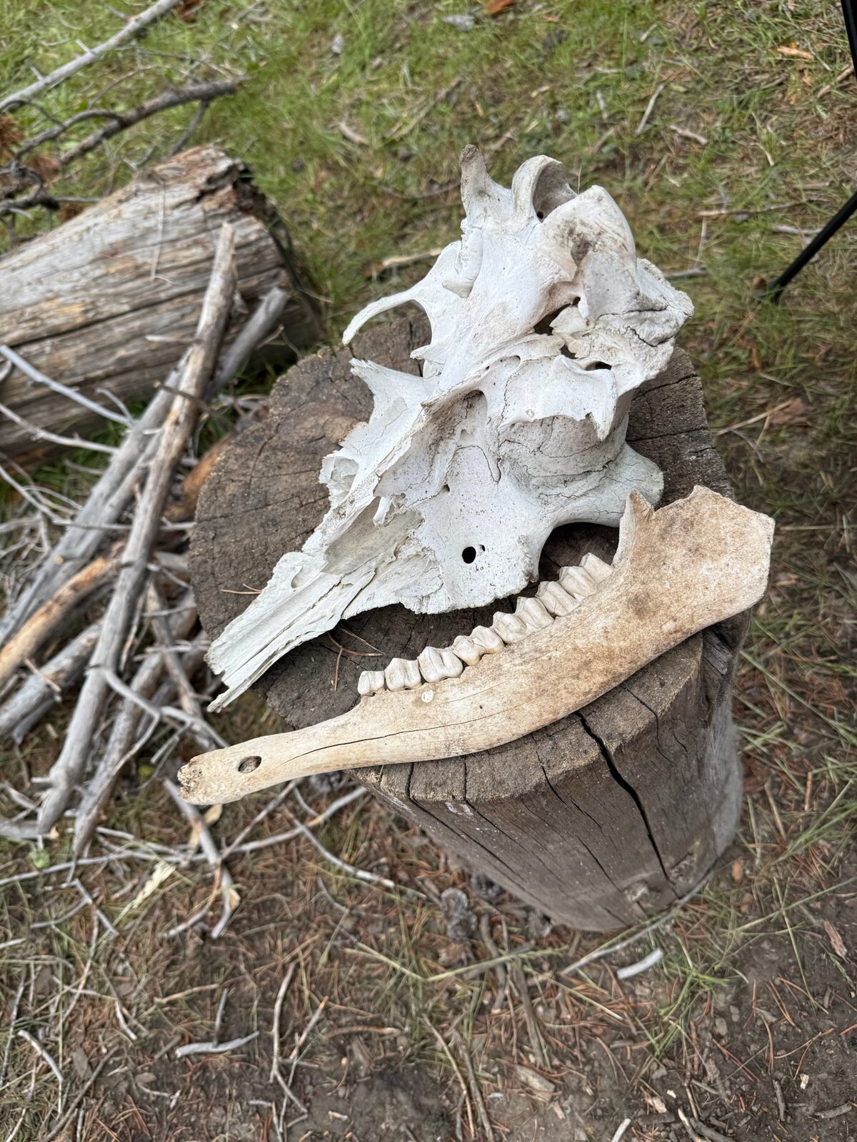 A weathered animal skull on a stump