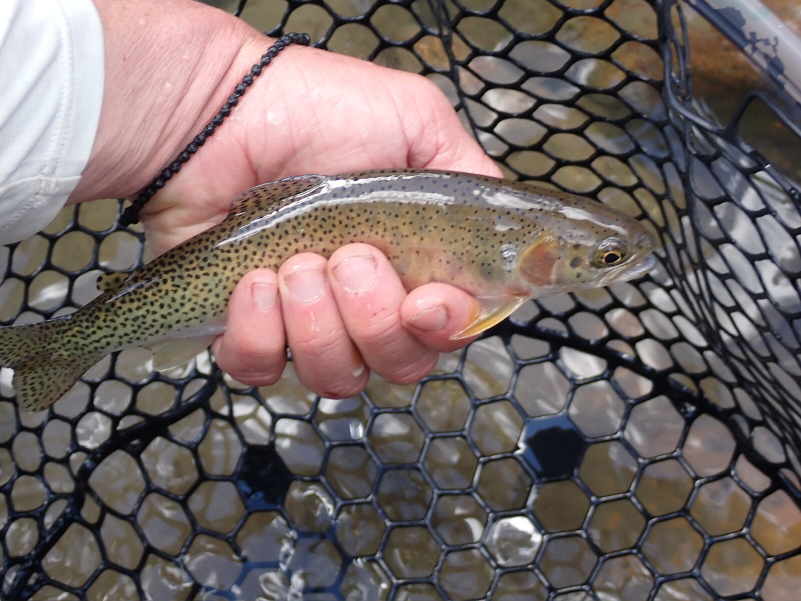 A trout held gently over the net